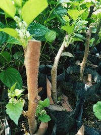 High angle view of potted plant on field