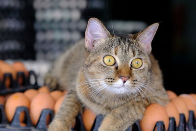 Close-up portrait of cat by flower against blurred background