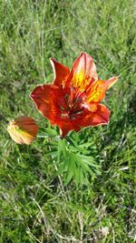 Close-up of orange day lily blooming outdoors