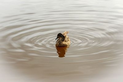 High angle view of bird swimming in lake