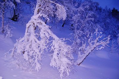 Aerial view of snow covered land and trees