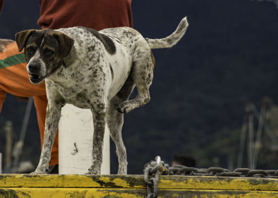 Dog looking at camera