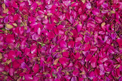 Full frame shot of pink flowers