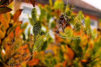 spider web