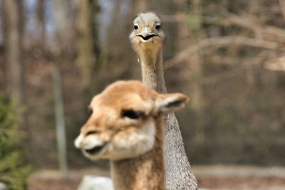 Portrait of giraffe in zoo