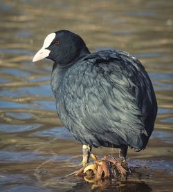 Close-up of coot perching on lake