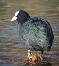 Close-up of bird perching on lake