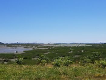 Scenic view of field against clear blue sky