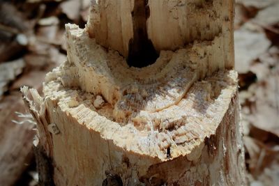 Close-up of mushroom growing on tree trunk