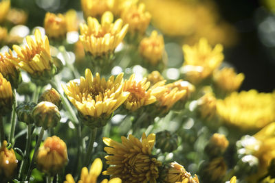 Close-up of red tulips