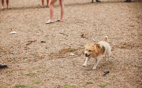 Dog running on beach