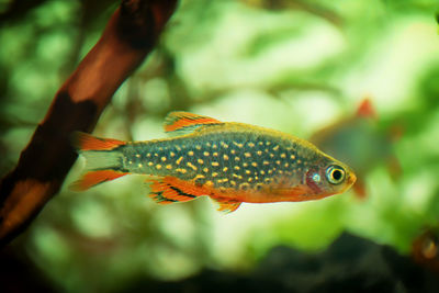 Close-up of fish swimming in sea