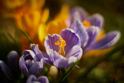 Close-up of purple crocus blooming outdoors