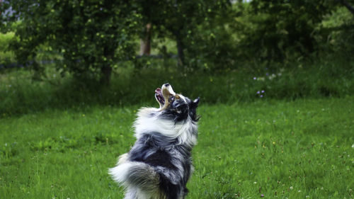 Dog looking away on field