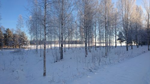 Bare trees on snow covered landscape