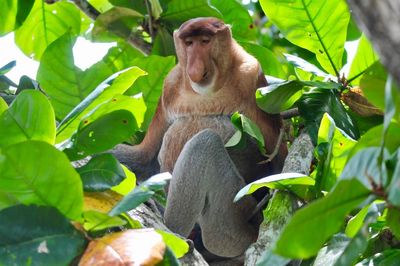 Monkey sitting on tree