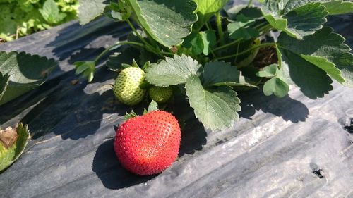 High angle view of berries growing on plant