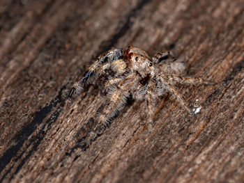 Close-up of spider on wood