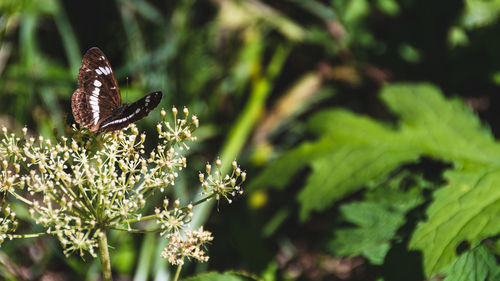 Close-up of butterfly pollinating on flower