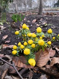 Close-up of yellow flowering plants on field