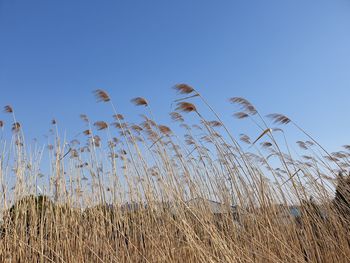 Low angle view of stalks against clear sky