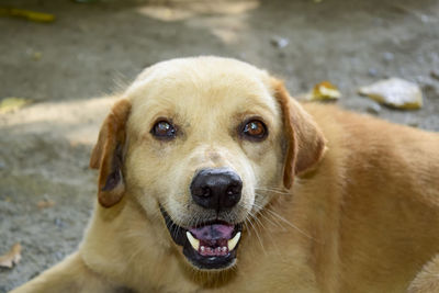 Close-up portrait of dog