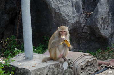 Monkey eating banana against rock formation