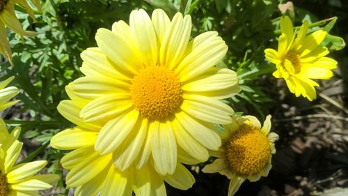 Close-up of yellow flowering plant in park