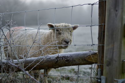 Sheep behind a fence