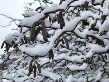 Close-up of snow on field