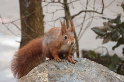 Close-up of squirrel