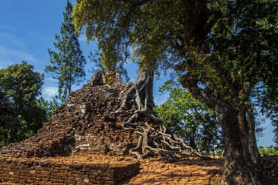 Low angle view of trees