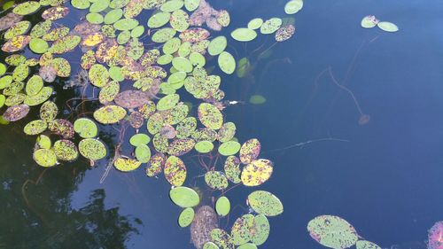 Close-up of lotus water lily in lake