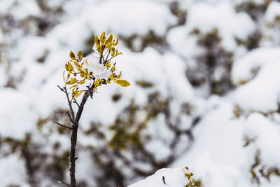 Close-up of plant during winter
