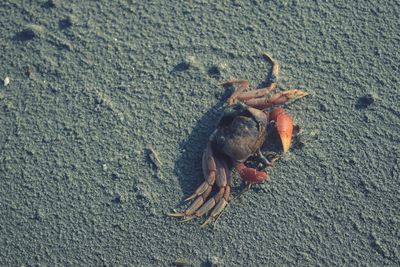 High angle view of crab on sand