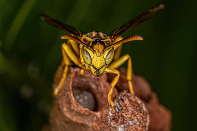 Close-up of insect