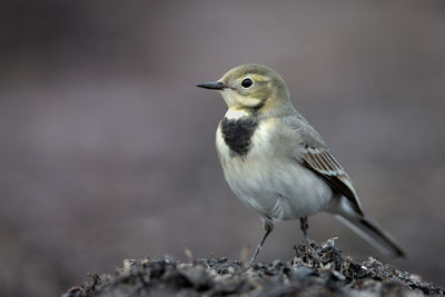 Close-up of a bird