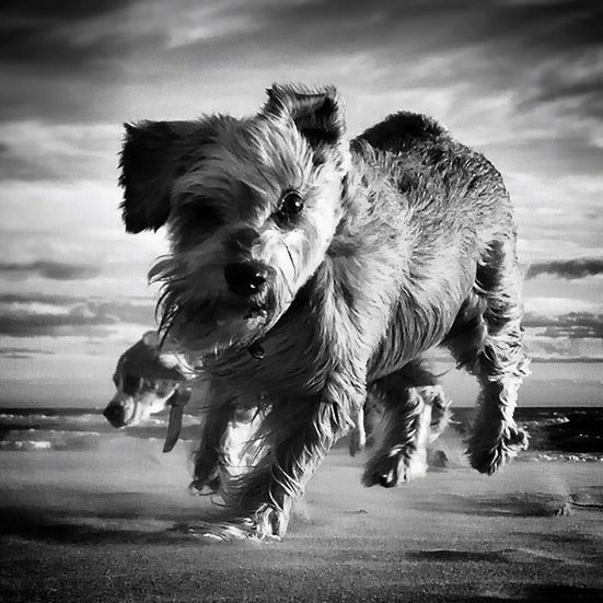 dog, domestic animals, pets, animal themes, mammal, one animal, beach, sky, sea, full length, shore, sand, cloud - sky, outdoors, standing, horizon over water, focus on foreground, day, cloud, running