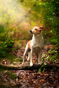 Dog looking away standing in forest