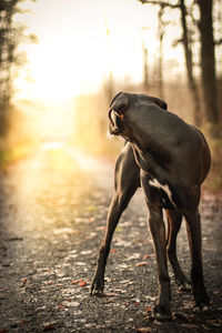 Dog on field