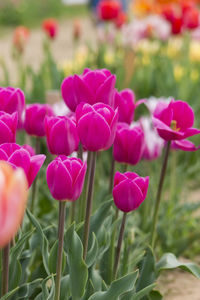 Close-up of pink flowers blooming outdoors