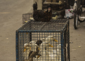 Bird perching in cage