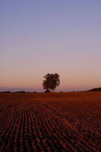 Scenic view of agricultural field against clear sky during sunset