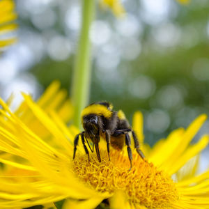 A close up of a bumble bee on a yellow flower