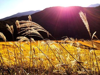 Scenic view of mountains