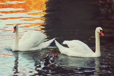 Swans swimming in lake