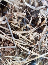 High angle view of lizard on twig