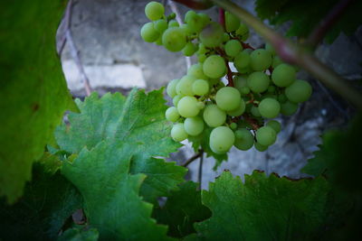 Close-up of grapes growing on plant