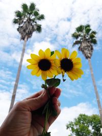 Close-up of hand holding yellow flowering plant against sky