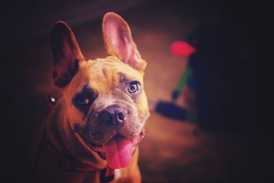 Portrait of dog sticking out tongue